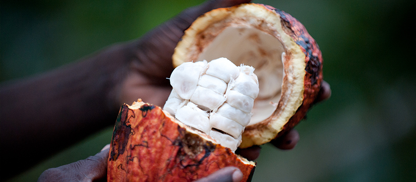 Close up of a cacao pod