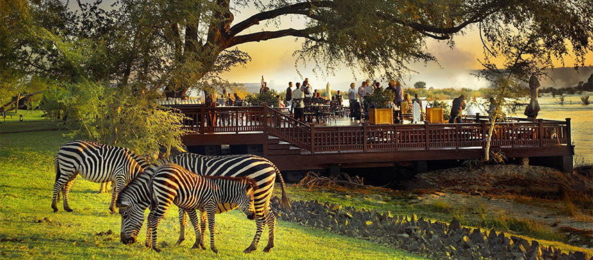 Admire the zebras grazing on the lawn infront of you at The Royal Livingstone