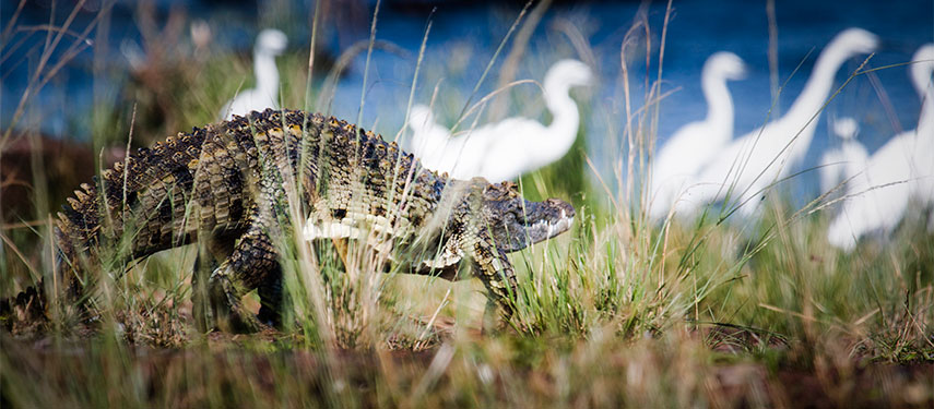 On Rubondo Island you can find a wide range of wildlife from extensive birdlife to crocodiles