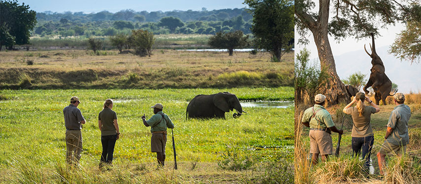Guests watch elephants on a walking safari in Mana Pools National Park, Zimbabwe