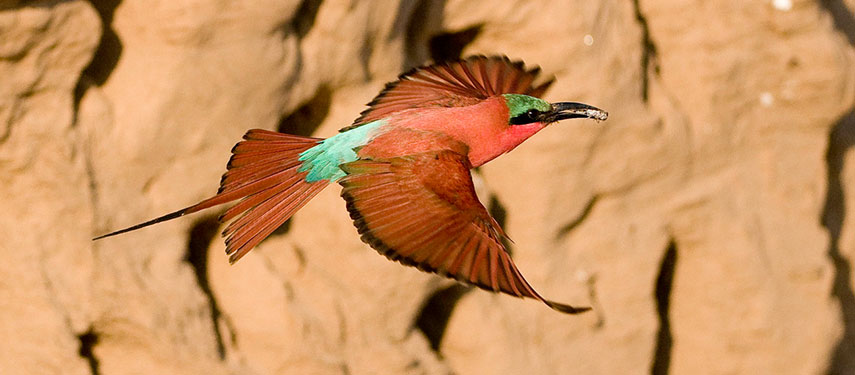 Carmine bee-eater in Mana Pools National Park, Zimbabwe
