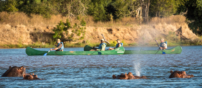 Tourists on a canoeing safari on the Zambezi river with hippos in the foreground