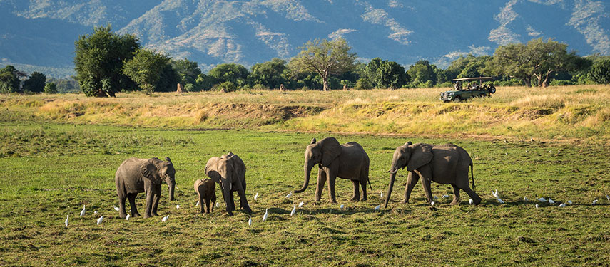 Guests watch a herd of elephants surrounded by egrets on a Game Drive in Mana Pools National Park, Zimbabwe