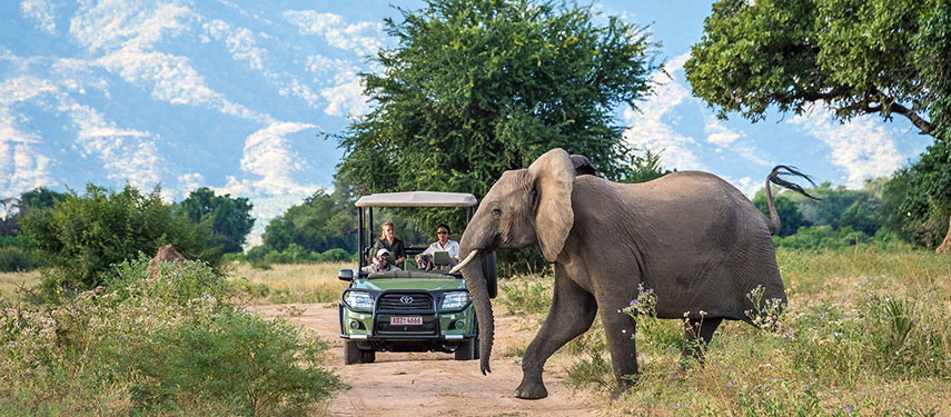 Guests watch elephant on a Game Drive in Mana Pools National Park, Zimbabwe
