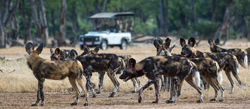 Spot packs of wild dog on game drives in Mana Pools National Park while at Ruckomechi Camp