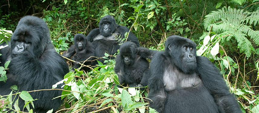 A group of mountain gorillas in Vlcanoes National Park, Rwanda