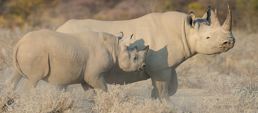Go in search of the elusive white rhino at Safarihoek in Namibia