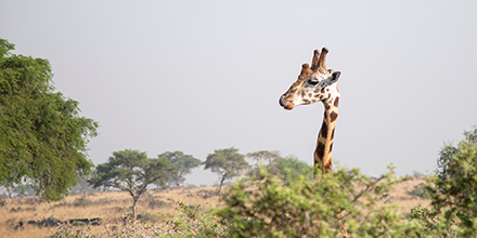 Giraffe in Queen Elizabeth National Park, Best of Uganda