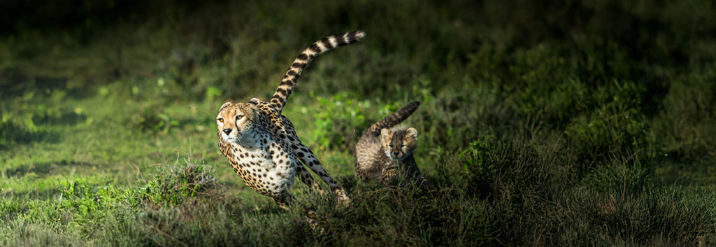 Cheetah and cub hunting in Tanzania. Big cat safari.