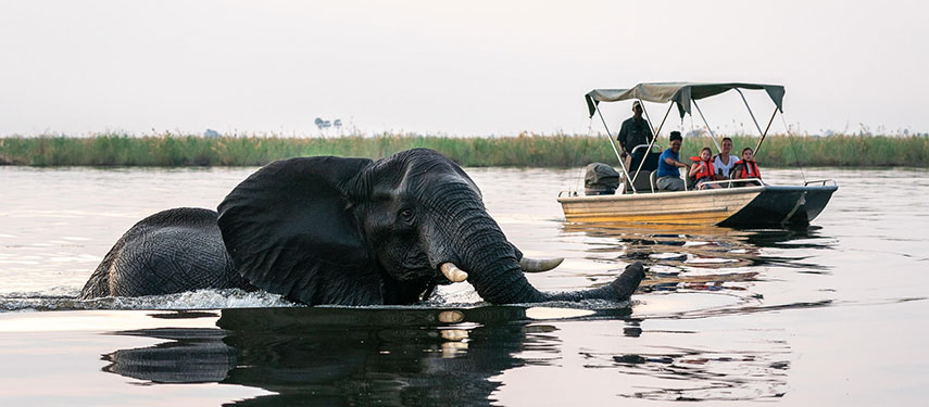 Safari guests on a boat safari watch an elephant swimming in the Savute Channel