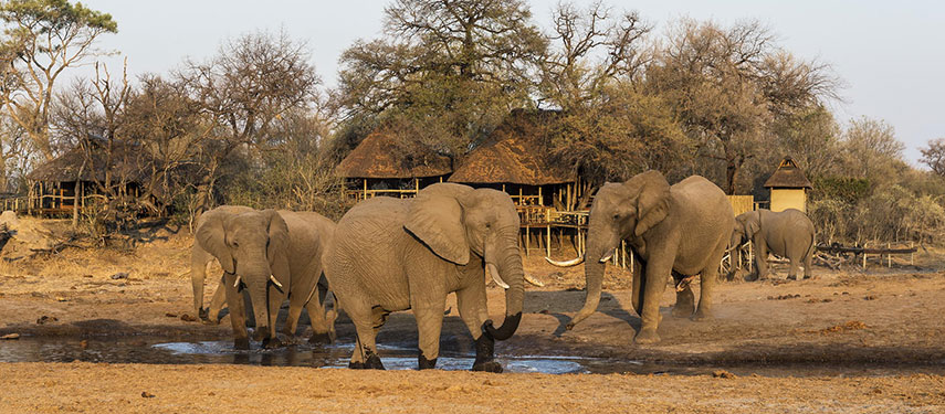 Elephants drink from a waterhole in front of Savuti Camp in Botswana
