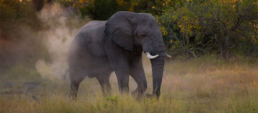 Elephant taking a dust bath at sunset in Botswana