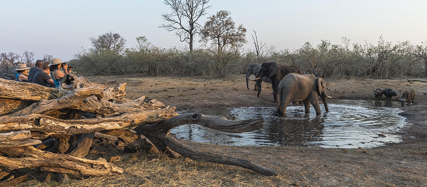Safari Guests at Savuti Camp watching a herd of elephants from a hide
