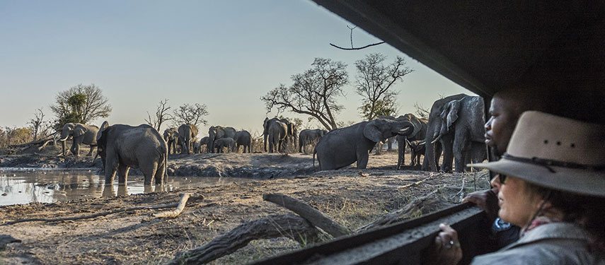 Guest and guide at Savuti Camp watching a herd of elephants from a hide