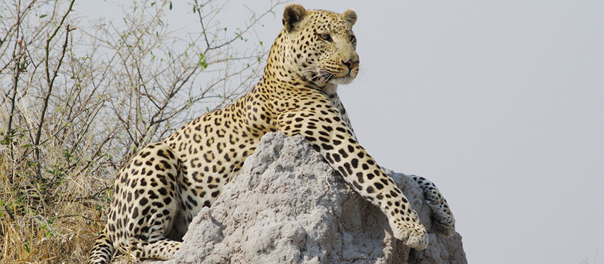 Leopard views the surround landscape for prey from the top of a termite mound