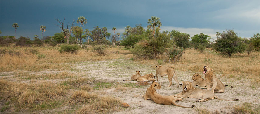 Pride of lions lounge in the dry grass in Botswana's Savute region