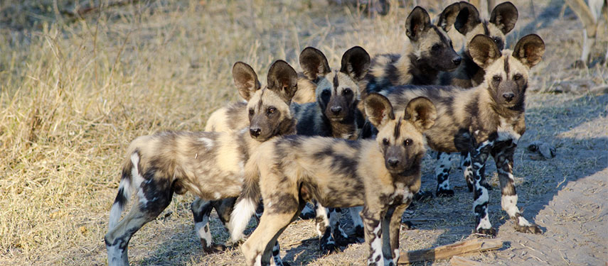 A pack of African wild dogs or painted dogs in Botswana's Savute region