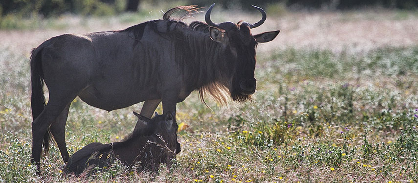 Witness the birthing of Wildebeest calves at Alex Walker's Mobile Serengeti South Camp
