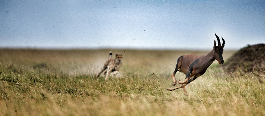 Topi being chased by a lion on a game drive at Alex Walker's Ngare Serian