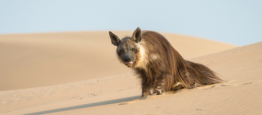Rare brown hyena in the sand dunes of Kaokoveld, Namibia