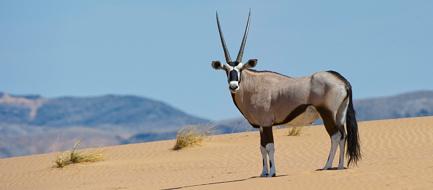 Oryx wandering the sand dunes of Kaokoveld, Namibia
