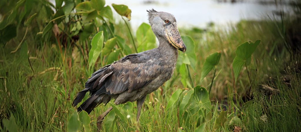 The bizarre shoebill, found in Bangweulu Swamps, Zambia