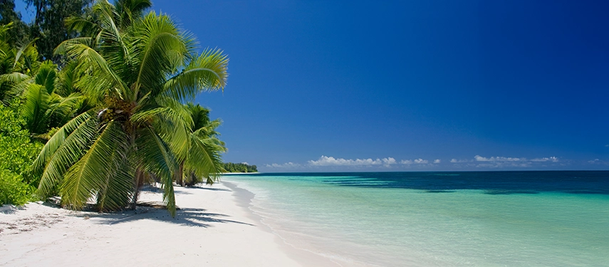 Palm-fringed tropical beach with white sand and clear turquoise waters in the Seychelles.