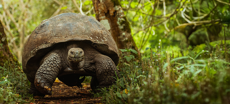 A giant galapagos tortoise walks down a path
