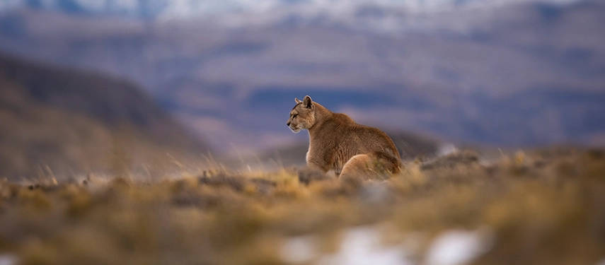 A puma resting in the golden grasslands of Patagonia, emblematic of the wild and untamed landscapes of southern Chile and Argentina.