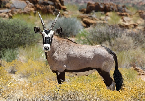 Image of a gemsbok in the African bush looking at the camera