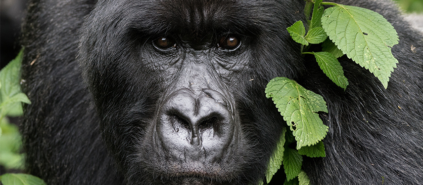 From Singita Kwitonda you can trek for gorillas while staying in luxury, low impact suites