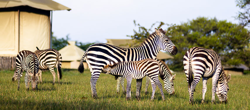 Zebra grazing in camp at Singita Sabora in Tanzania
