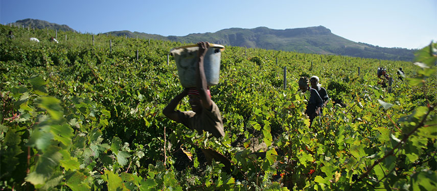 Grape picking in the vineyards at Boschendal Farm in South Africa
