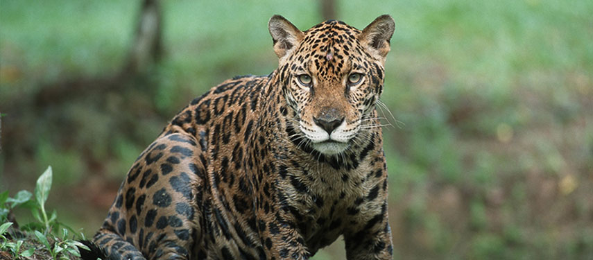 Explore Peru's Amazon jungle and look out for jaguar when staying at Tambopata Research Centre
