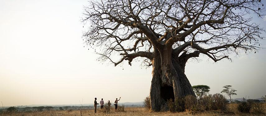 At Kigeli Ruaha marvel at ancient and tall baobabs found within the national park