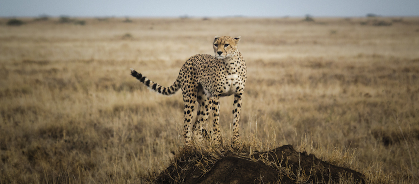 A cheetah stands on a mound on the Serengeti to scout for prey