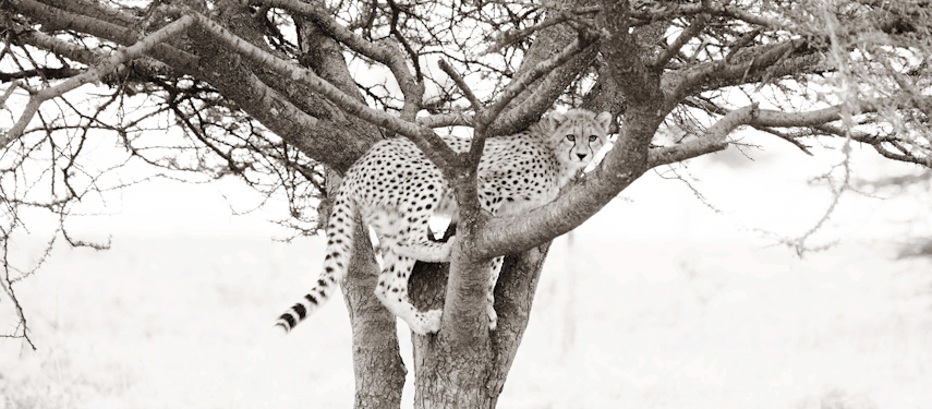 A black and white image of a cheetah in a tree in Tanzania