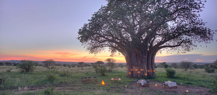 At Tarangire Ndovu Camp enjoy a bush dinner in the company of ancient baobabs