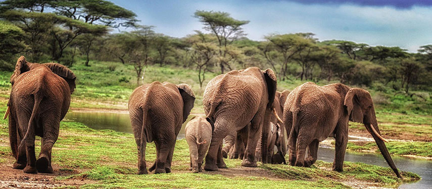 Tarangire elephant safari