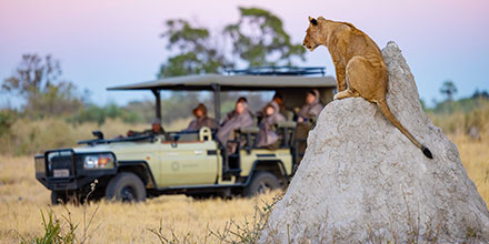 lion on game drive at Tawana Camp Botswana