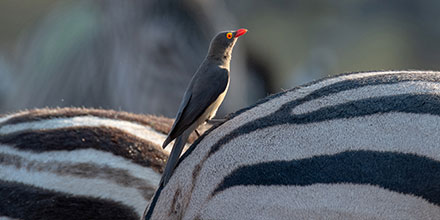 Oxpecker and zebra sighting on safari in Botswana