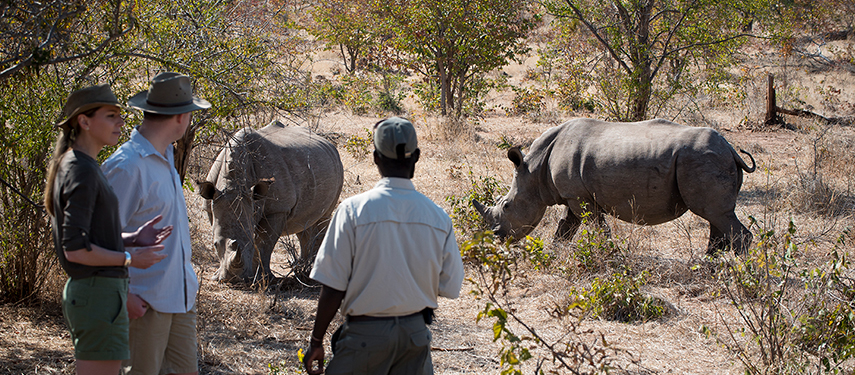 Walking safari with a guide and guests observing two white rhinos in a dry woodland setting.