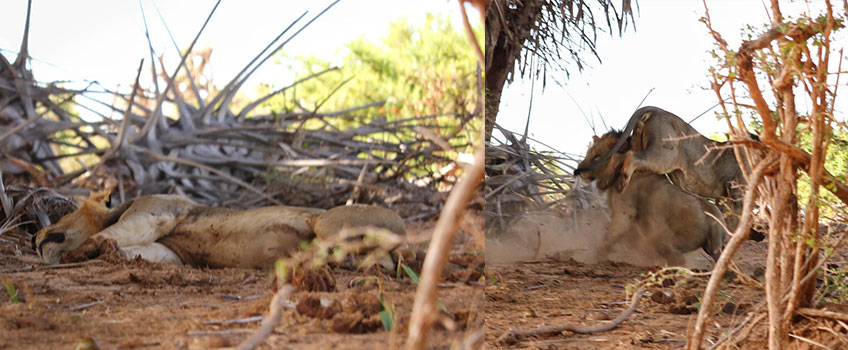 Lionesses asleep in the shade 