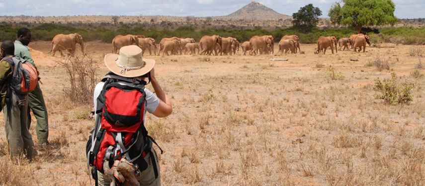 Elephant stalk on the Great Walk of Africa with Tropical Ice