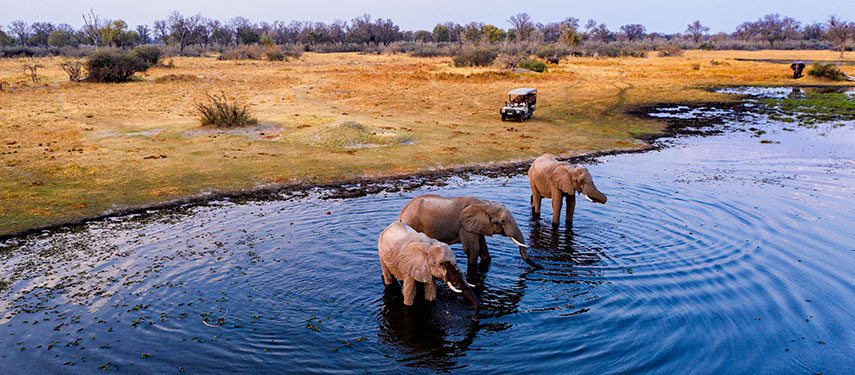 Elephants spotted on a game drive in the Khwai Conession at Tuludi Camp