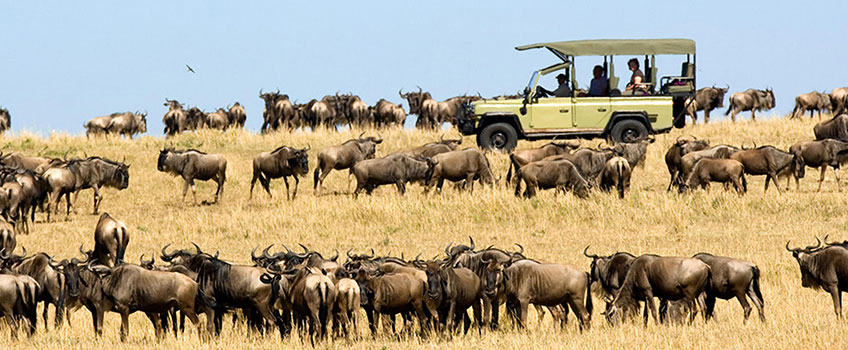 A four-wheel drive game vehicle in a wildebeest herd during a Serengeti safari