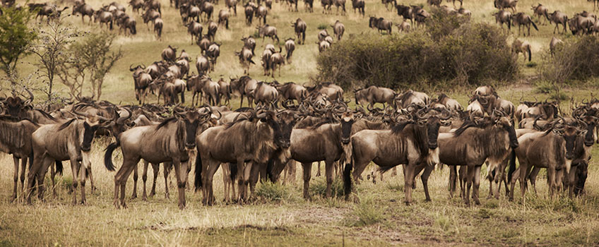 The Great Migration of wildebeest on the Masai Mara