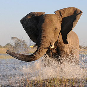 Wild & Remote African Wildlife Safaris