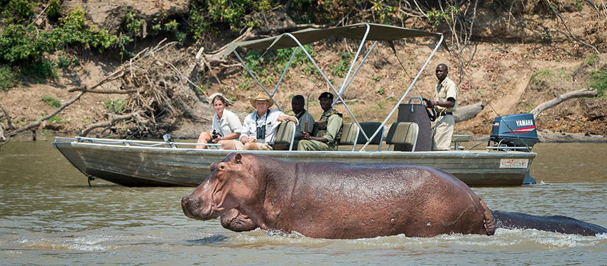 Curious hippos meander nearby the mokoro while out on safari at Nsefu