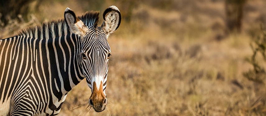Zebra Savanna African Wildlife Samburu Reserve